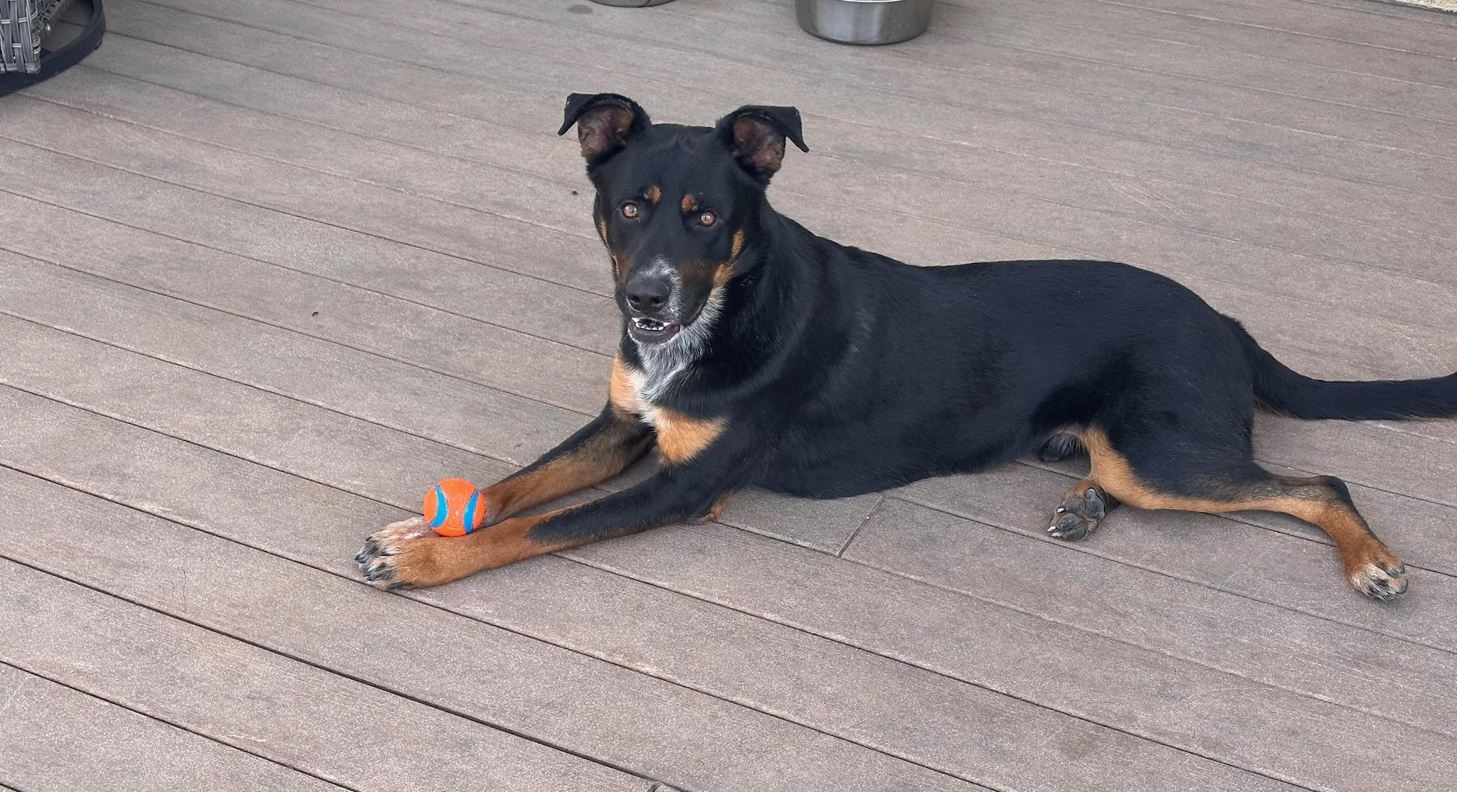 Enlarge Fenris, a ADOPTABLE Shepherd in Colorado Springs, CO image 1/5