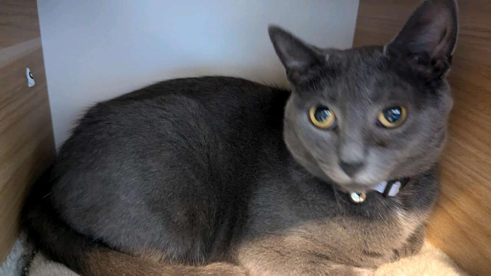 Espiritu, Adoptable, Adult Female Domestic Short Hair & Domestic Short Hair.