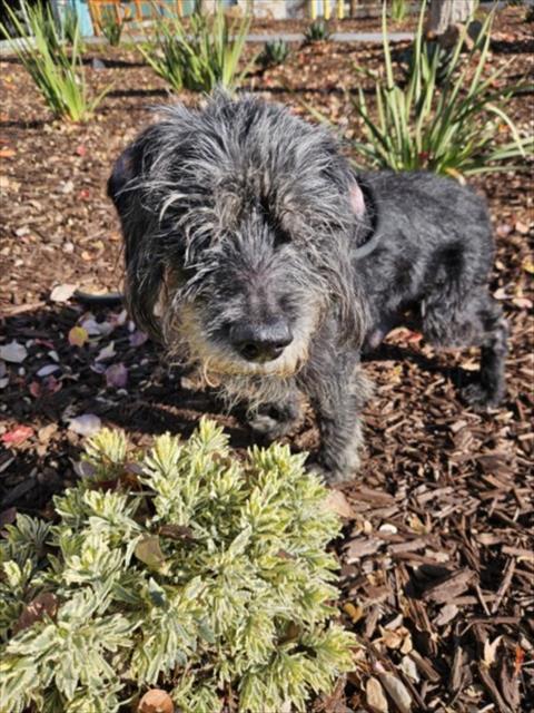 Enlarge CHARLES, a Adoptable Terrier in Hayward, CA image 1/1