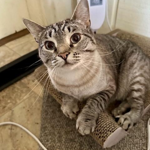 Blu, Adoptable, Adult Female Domestic Short Hair & Siamese.