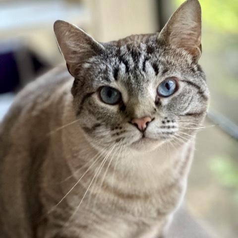 Enlarge Blu, a Adoptable mixed breed in Memphis, TN image 3/6