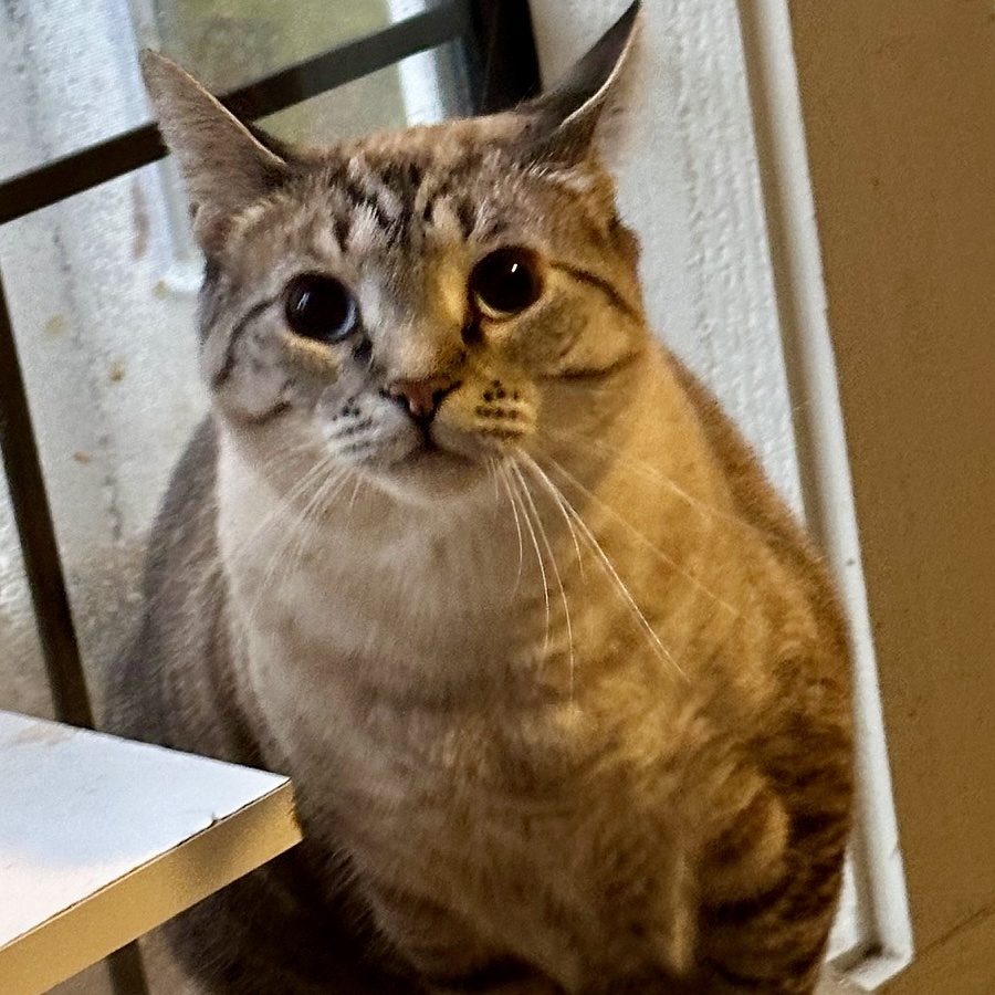 Enlarge Blu, a Adoptable mixed breed in Memphis, TN image 5/6