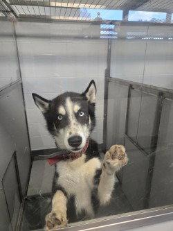 Enlarge DA 18 Windbreaker, a Adoptable Husky in Glen Allen, VA image 1/2