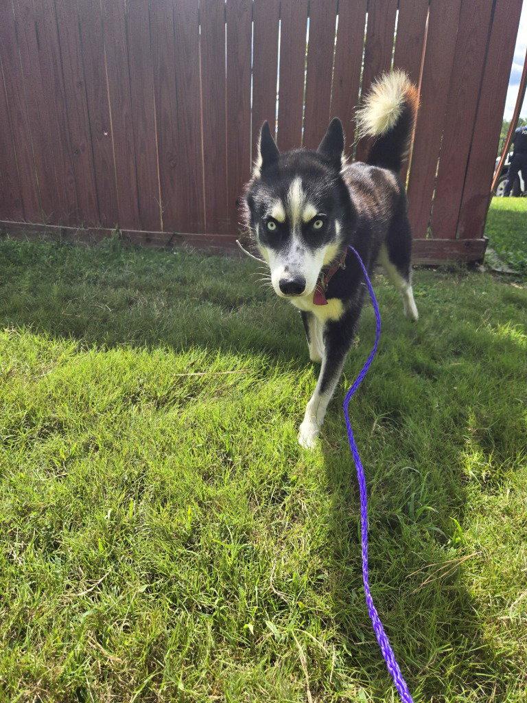 Enlarge DA 18 Windbreaker, a Adoptable Husky in Glen Allen, VA image 2/2