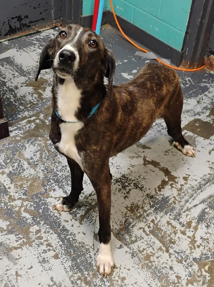 Jenkins #120, Adoptable, Adult Male Mountain Cur & Hound.