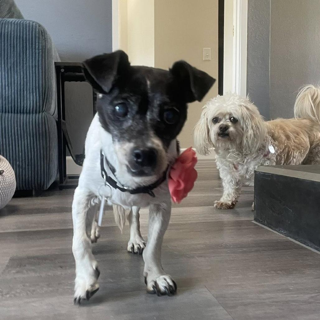 Enlarge Porcini, a Adoptable Jack Russell Terrier in Ramona, CA image 1/6