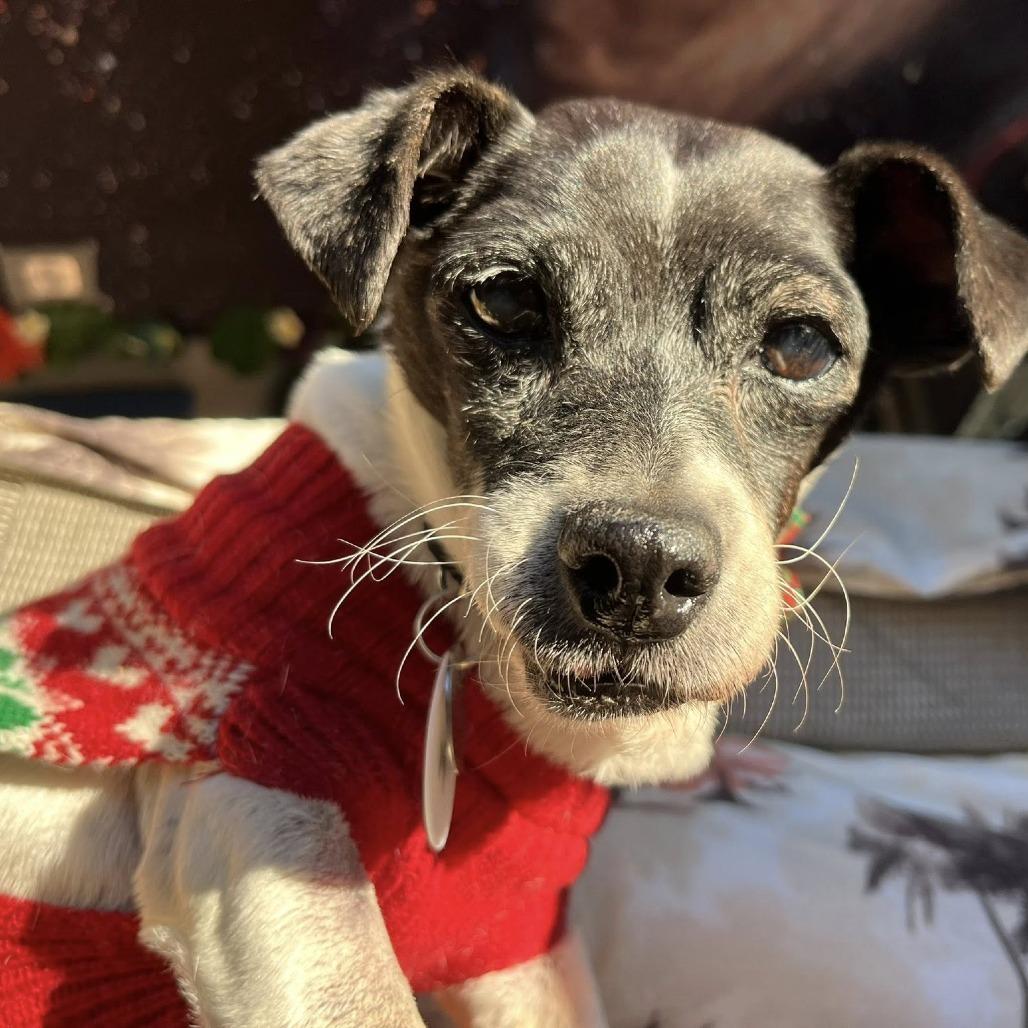 Porcini, a Adoptable Jack Russell Terrier in Ramona, CA image 2/6