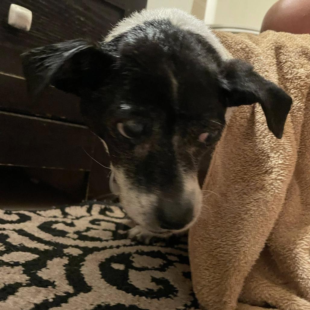 Enlarge Porcini, a Adoptable Jack Russell Terrier in Ramona, CA image 2/6