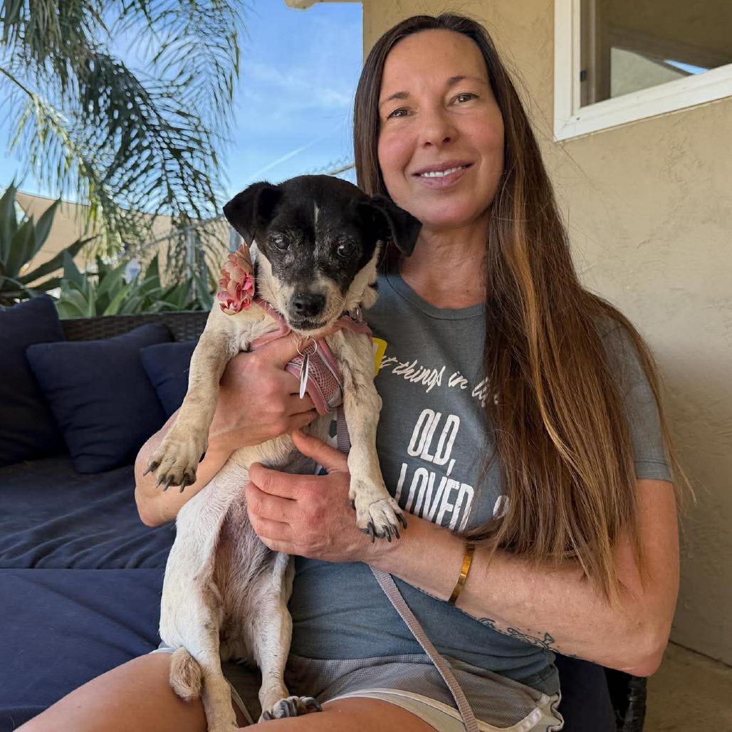 Enlarge Porcini, a Adoptable Jack Russell Terrier in Ramona, CA image 3/6