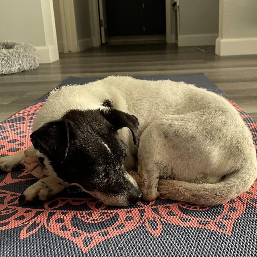 Enlarge Porcini, a Adoptable Jack Russell Terrier in Ramona, CA image 4/6