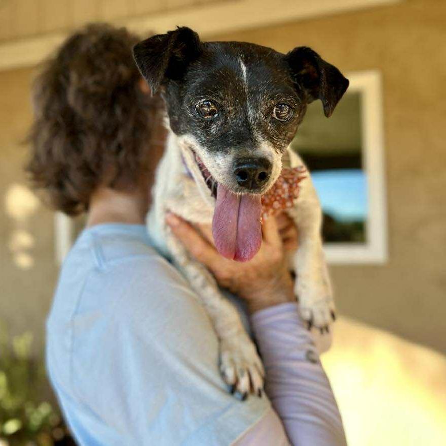 Porcini, a Adoptable Jack Russell Terrier in Ramona, CA image 4/6