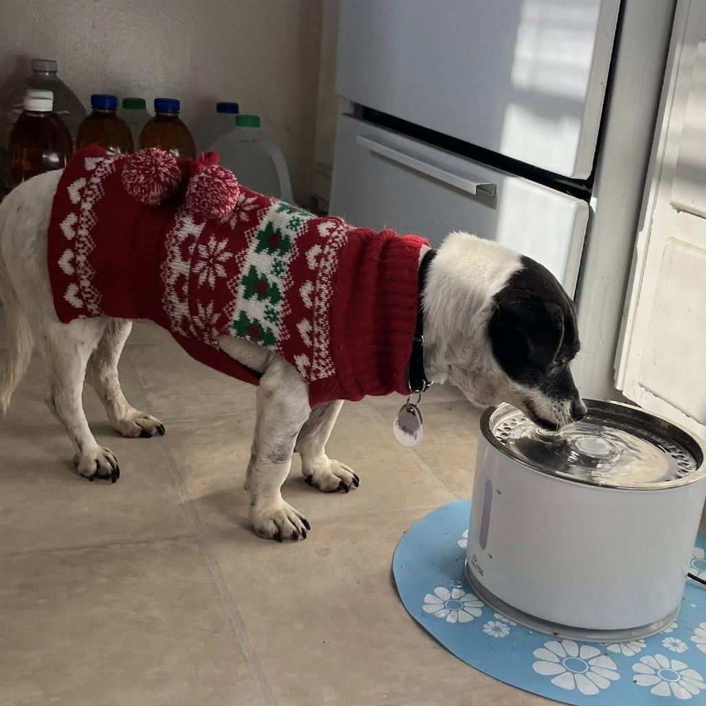 Porcini, a Adoptable Jack Russell Terrier in Ramona, CA image 5/6