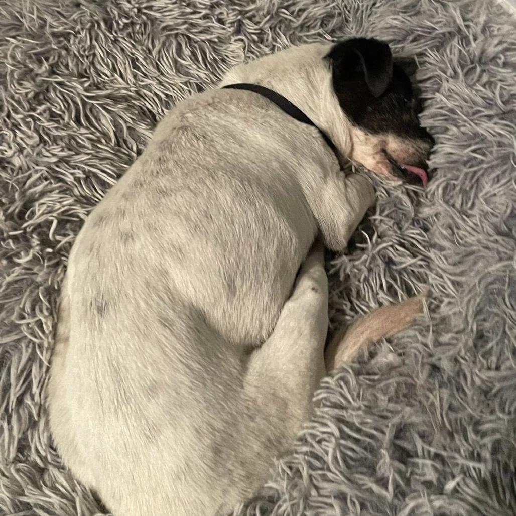 Enlarge Porcini, a Adoptable Jack Russell Terrier in Ramona, CA image 6/6