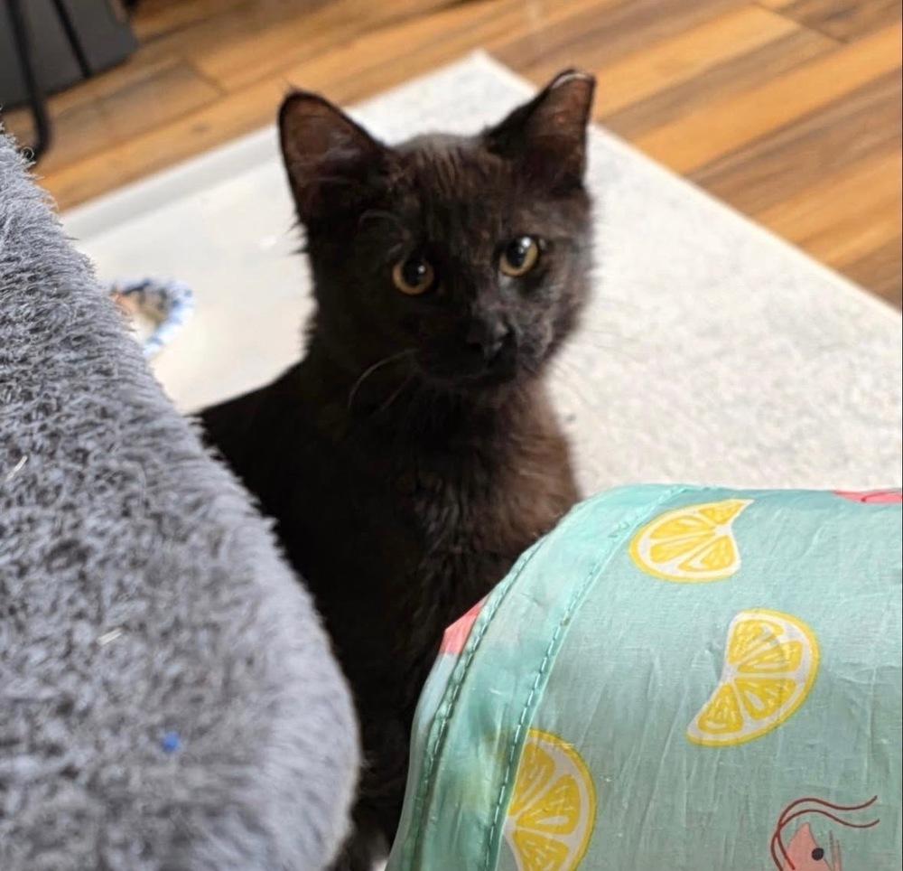 Bandit, Adoptable, Kitten Female Domestic Short Hair.