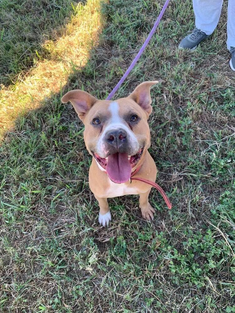 Brocho, a Adoptable Mixed Breed in Scott, LA image 1/5