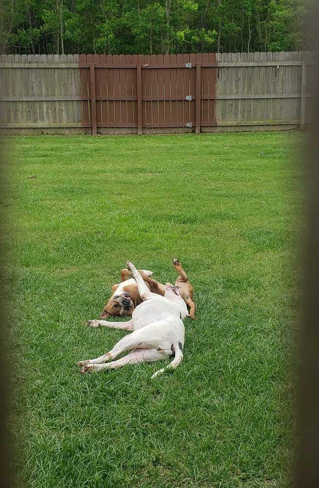 Brocho, a Adoptable Mixed Breed in Scott, LA image 2/5