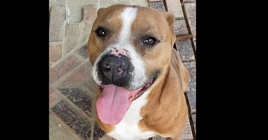 Brocho, a Adoptable Mixed Breed in Scott, LA image 3/5
