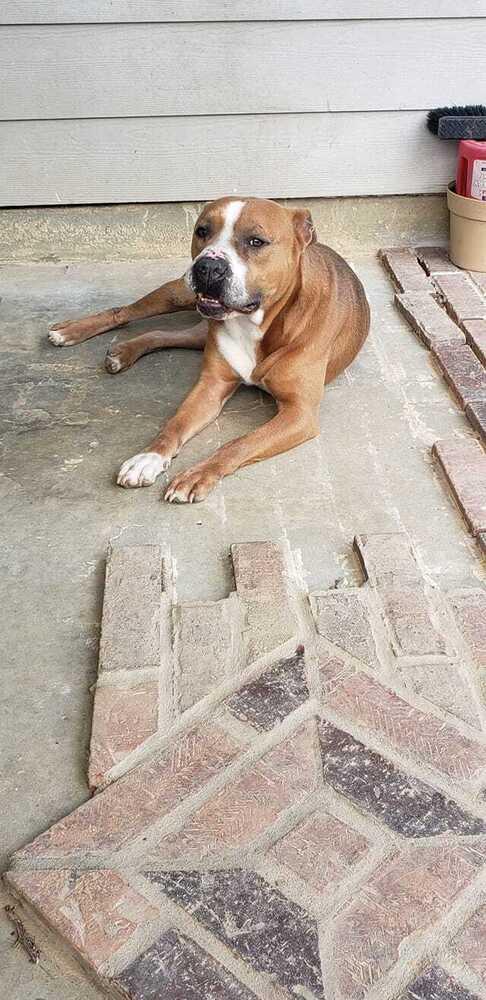 Brocho, a Adoptable Mixed Breed in Scott, LA image 5/5