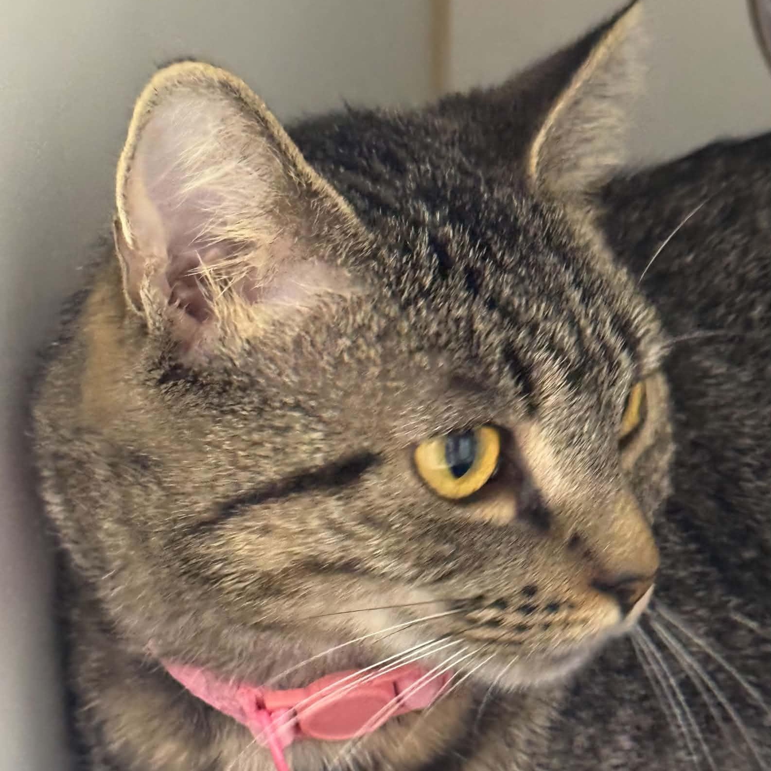 Enlarge Kessick, a Adoptable American Shorthair in Danbury, CT image 2/2