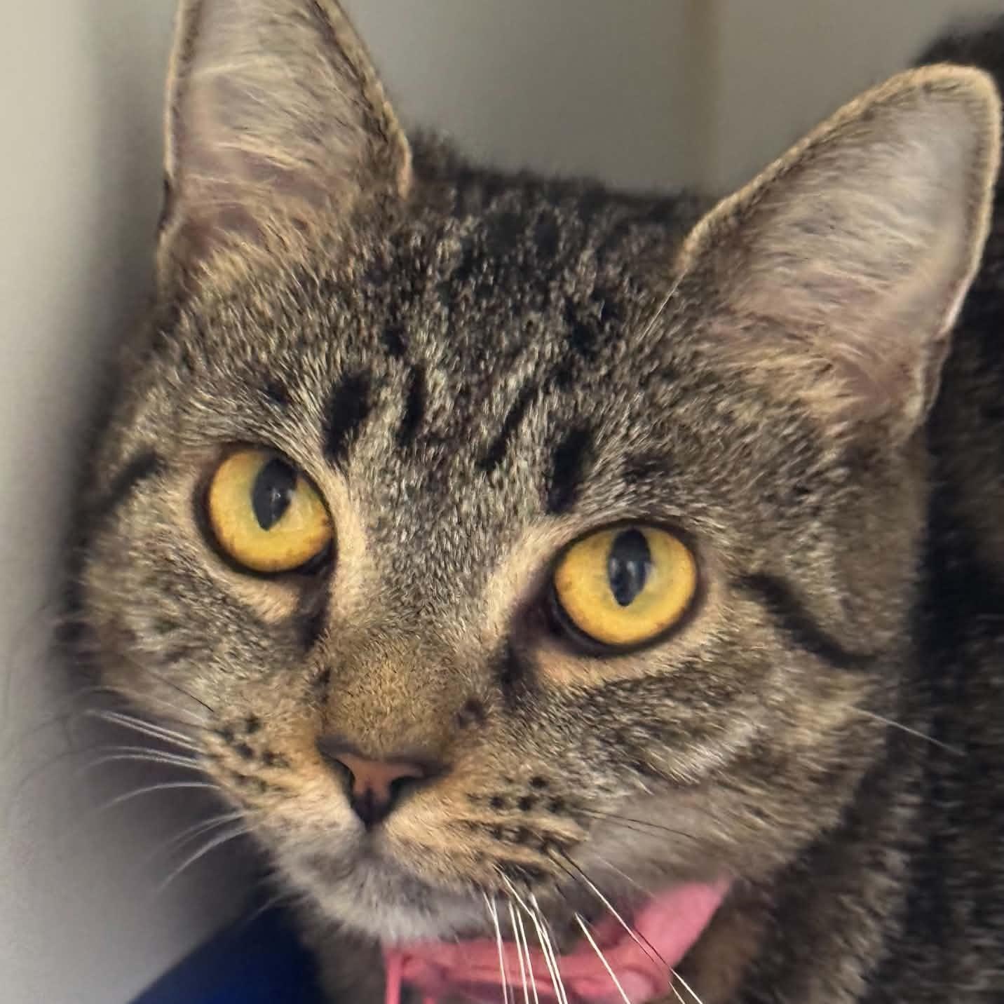 Kessick, Adoptable, Adult Female American Shorthair.