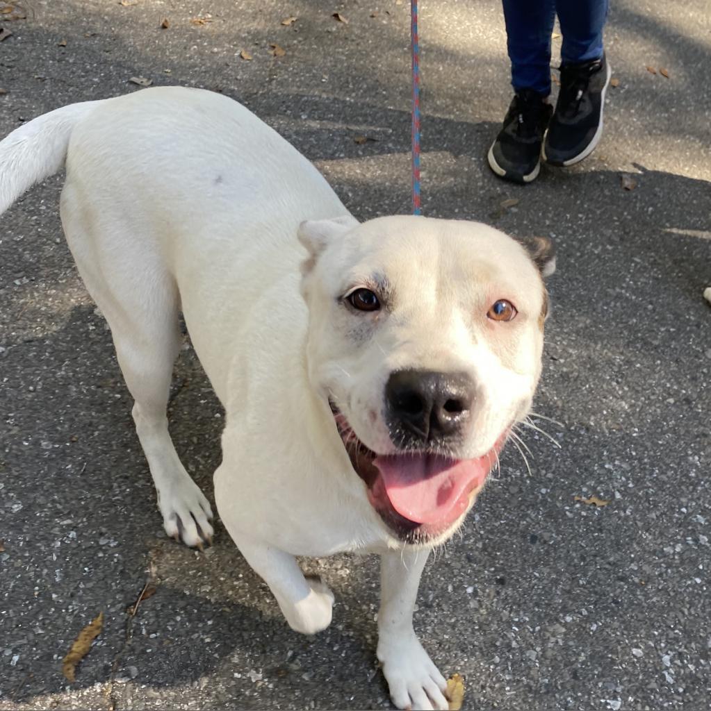 Enlarge Emmy, a Adoptable mixed breed in QUINCY, FL image 2/6