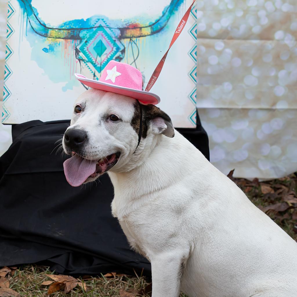 Enlarge Emmy, a Adoptable mixed breed in QUINCY, FL image 3/6