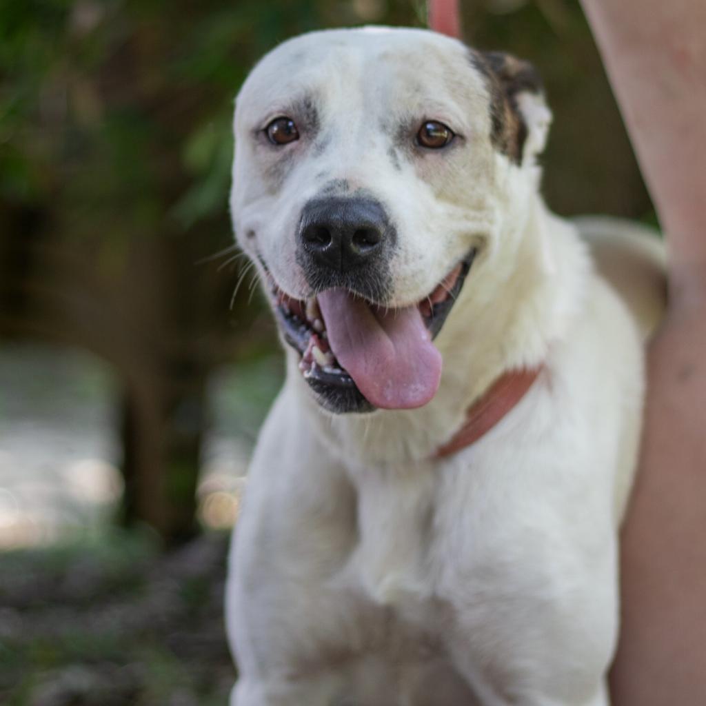 Emmy, a Adoptable mixed breed in QUINCY, FL image 2/4