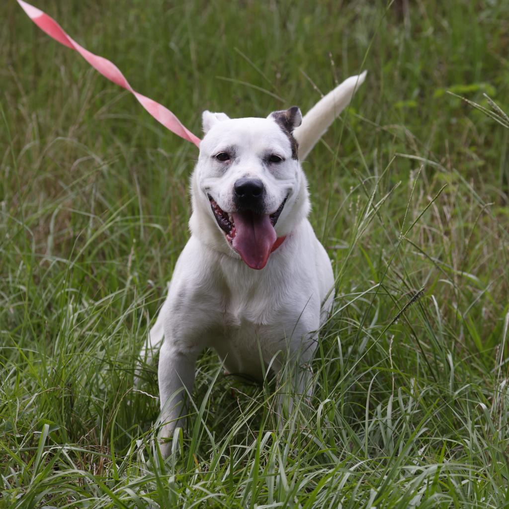 Emmy, a Adoptable mixed breed in QUINCY, FL image 3/4