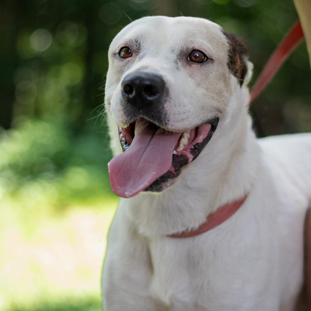 Emmy, a Adoptable mixed breed in QUINCY, FL image 4/4