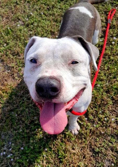 Enlarge ZEUS, a Adoptable Pit Bull Terrier in Saint Cloud, FL image 1/1