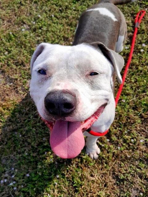 Enlarge ZEUS, a Adoptable Pit Bull Terrier in Saint Cloud, FL image 2/2