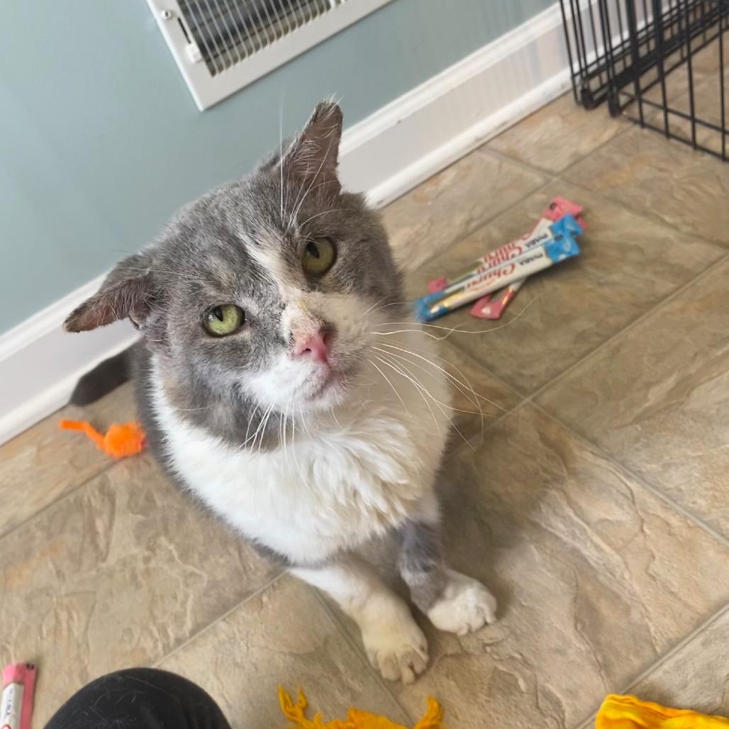 Enlarge Jacked Up Jack, a Adoptable Domestic Short Hair in Gibsonia, PA image 1/6