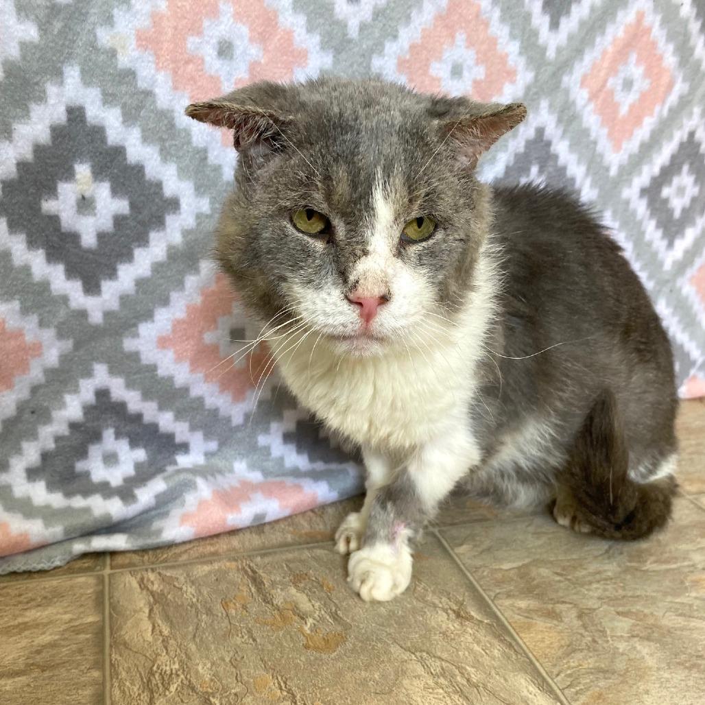 Enlarge Jacked Up Jack, a Adoptable Domestic Short Hair in Gibsonia, PA image 2/6