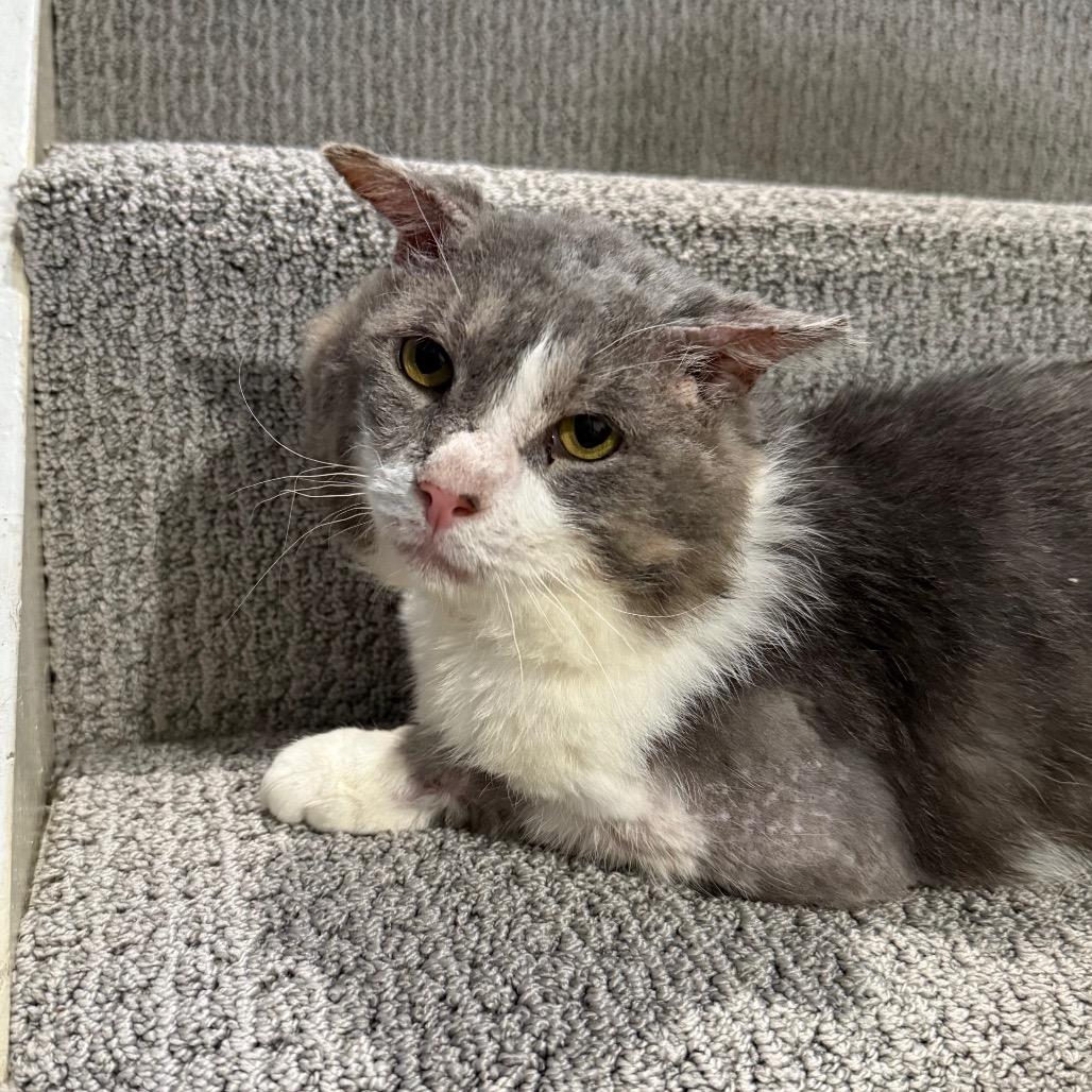 Enlarge Jacked Up Jack, a Adoptable Domestic Short Hair in Gibsonia, PA image 3/6