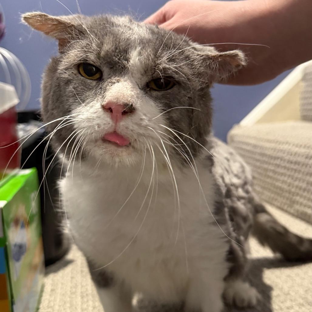 Enlarge Jacked Up Jack, a Adoptable Domestic Short Hair in Gibsonia, PA image 4/6