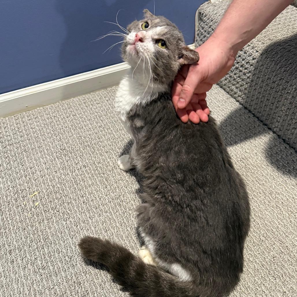 Enlarge Jacked Up Jack, a Adoptable Domestic Short Hair in Gibsonia, PA image 5/6