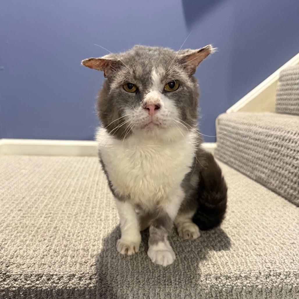 Enlarge Jacked Up Jack, a Adoptable Domestic Short Hair in Gibsonia, PA image 6/6