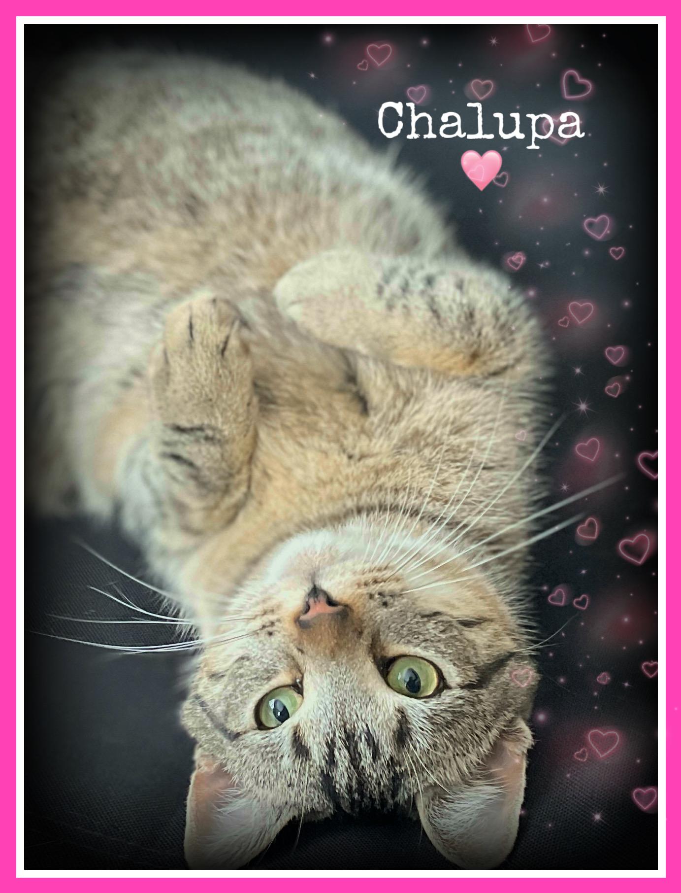 Enlarge Chalupa, a Adoptable Domestic Short Hair in Dansville, NY image 1/4