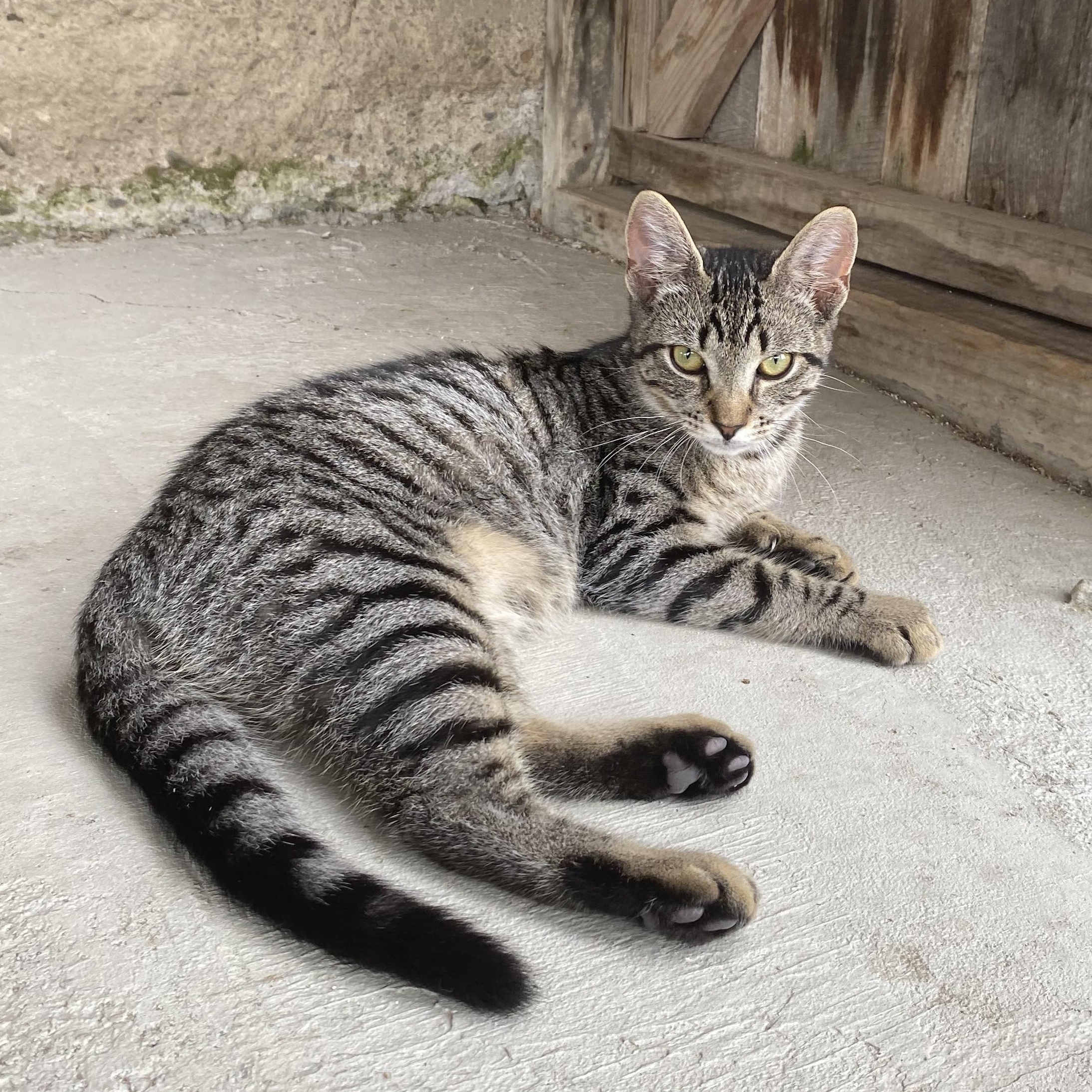 Enlarge Chalupa, a Adoptable Domestic Short Hair in Dansville, NY image 1/3