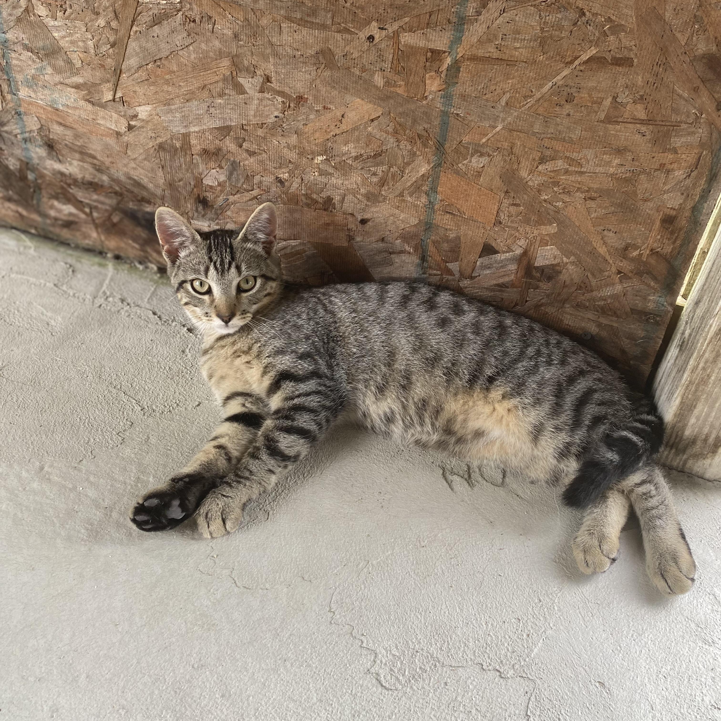 Enlarge Chalupa, a Adoptable Domestic Short Hair in Dansville, NY image 3/3