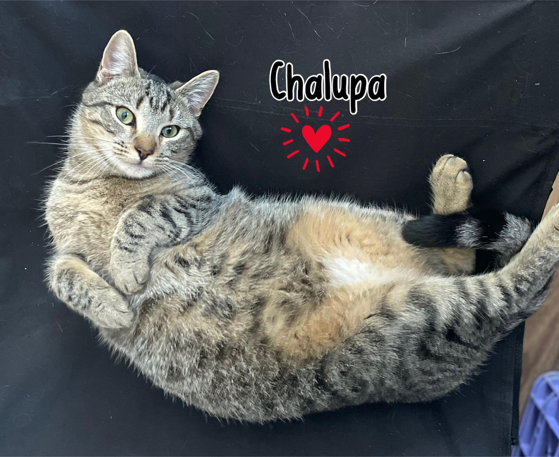 Enlarge Chalupa, a Adoptable Domestic Short Hair in Dansville, NY image 2/4