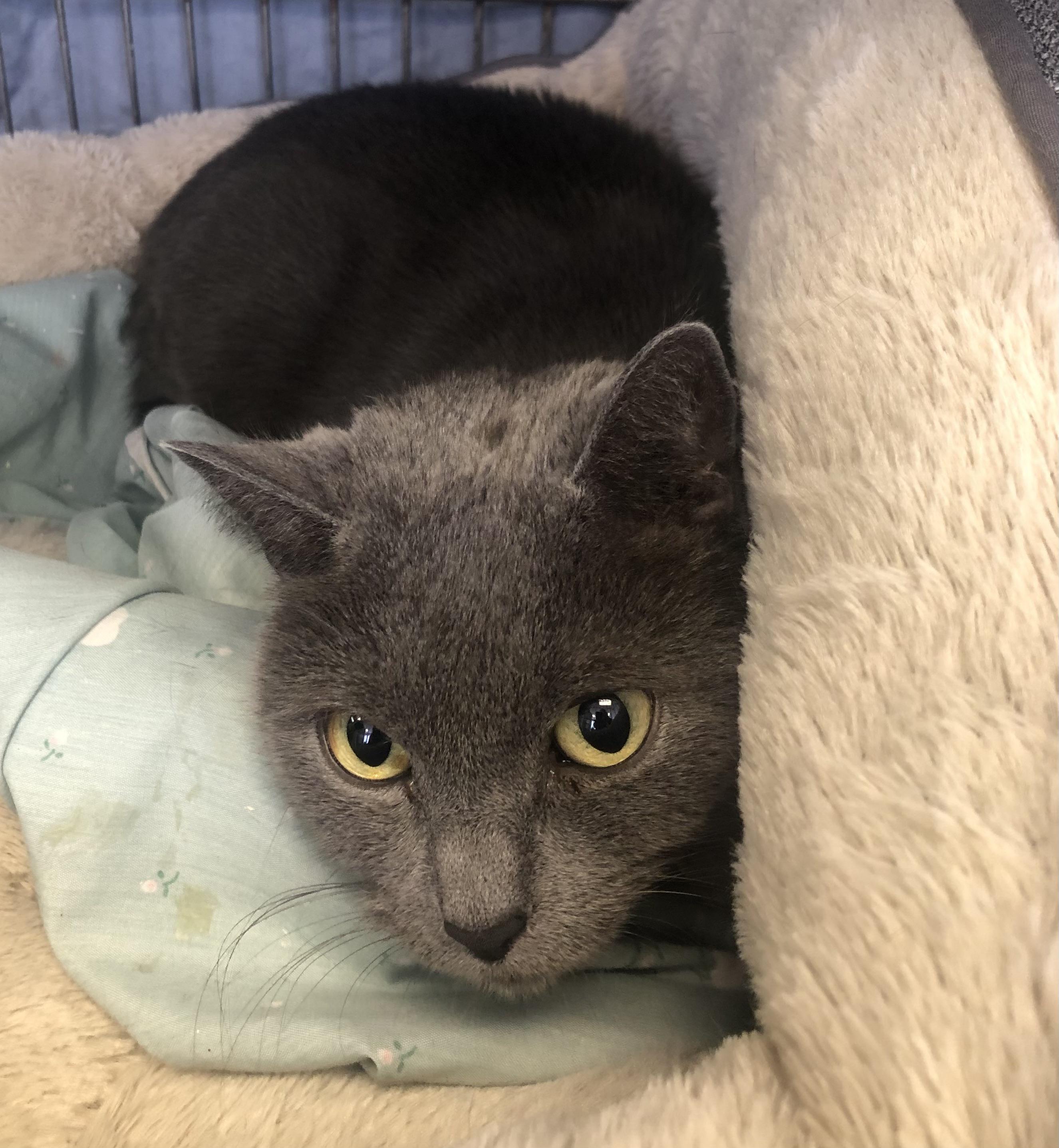 Enlarge Willow, a ADOPTABLE mixed breed in Parma, OH image 1/1