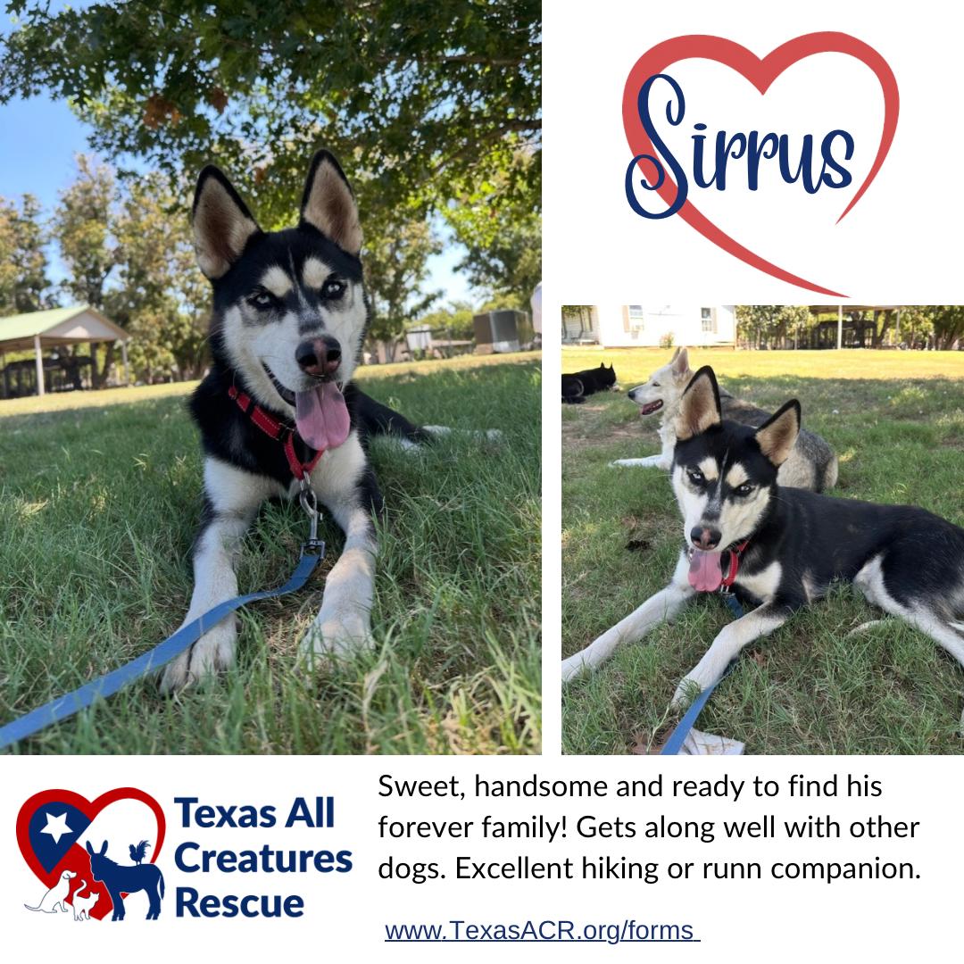 Sirrus, Adoptable, Adult Male Husky.