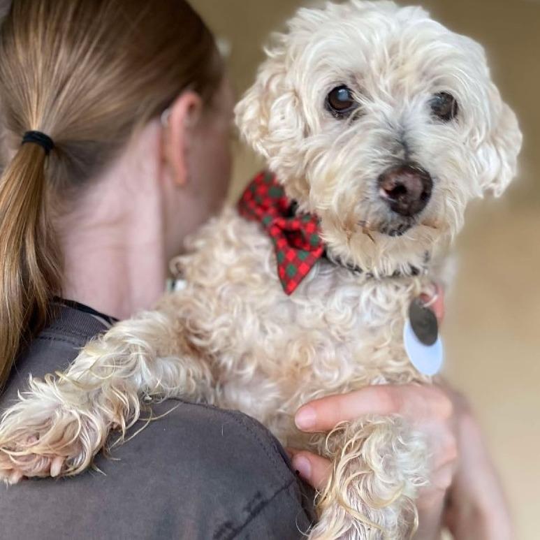 Enlarge Roger, a Adoptable Cockapoo in Ramona, CA image 1/6