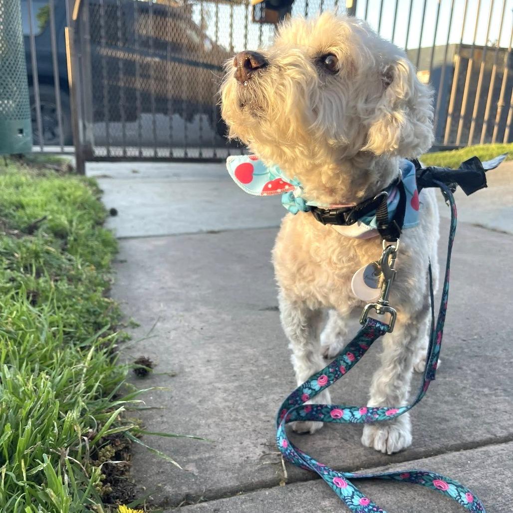 Enlarge Roger, a Adoptable Cockapoo in Ramona, CA image 2/6