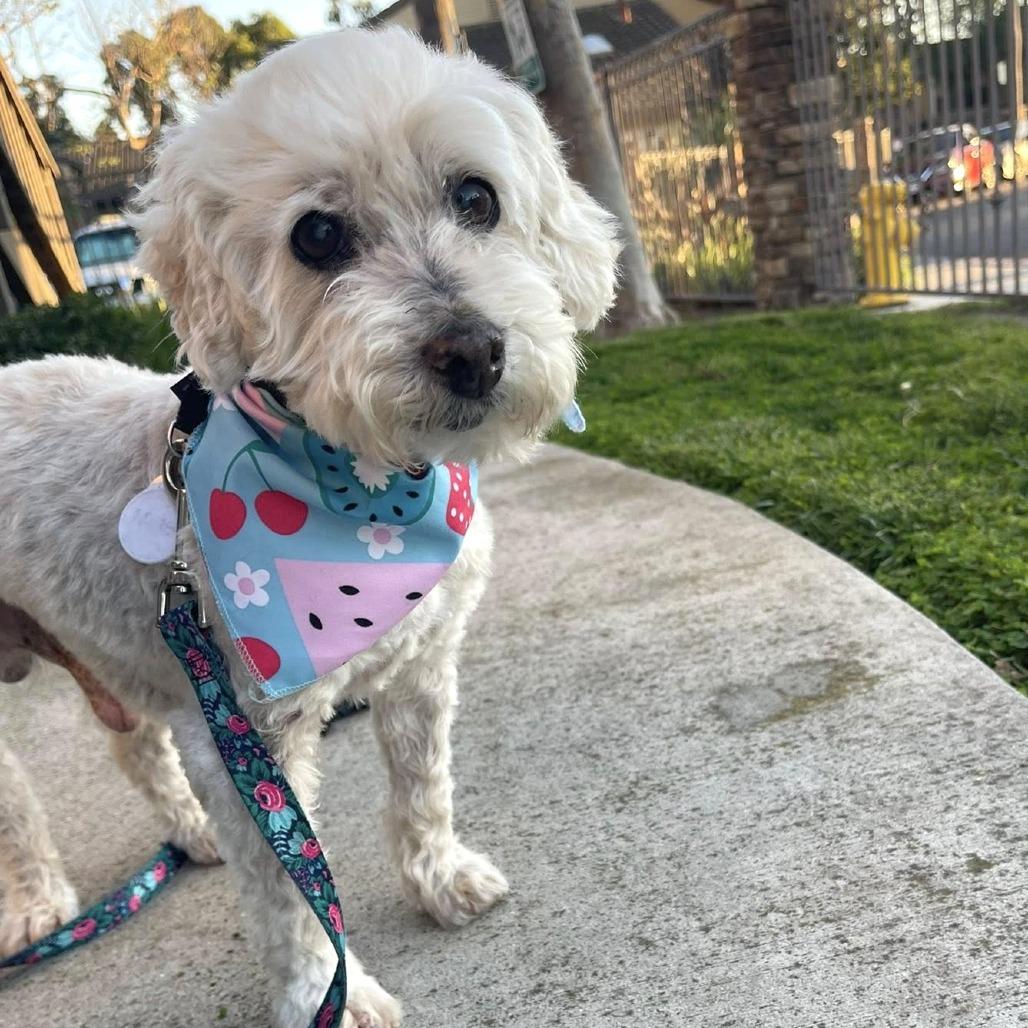 Enlarge Roger, a Adoptable Cockapoo in Ramona, CA image 4/6
