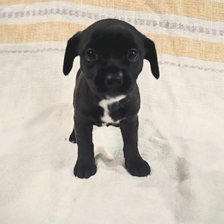Enlarge Pecan, a Adopted mixed breed in Rock Hill, SC image 5/6