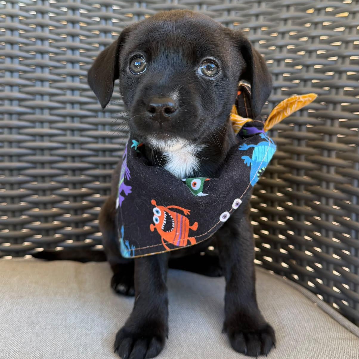 Pecan, Adopted, Puppy Female Yorkshire Terrier & Mixed Breed.