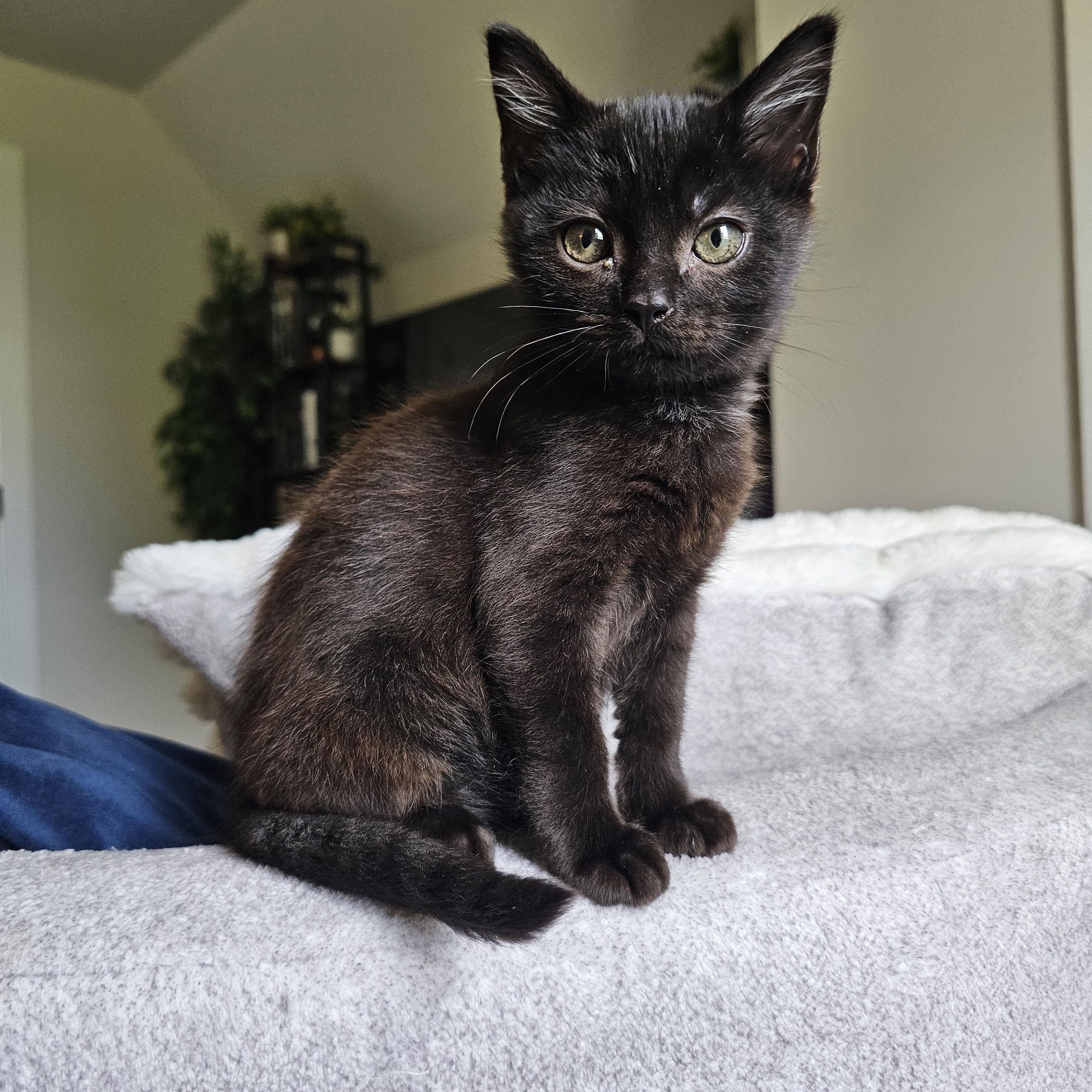 Liri, ADOPTABLE, Kitten Female Domestic Short Hair.