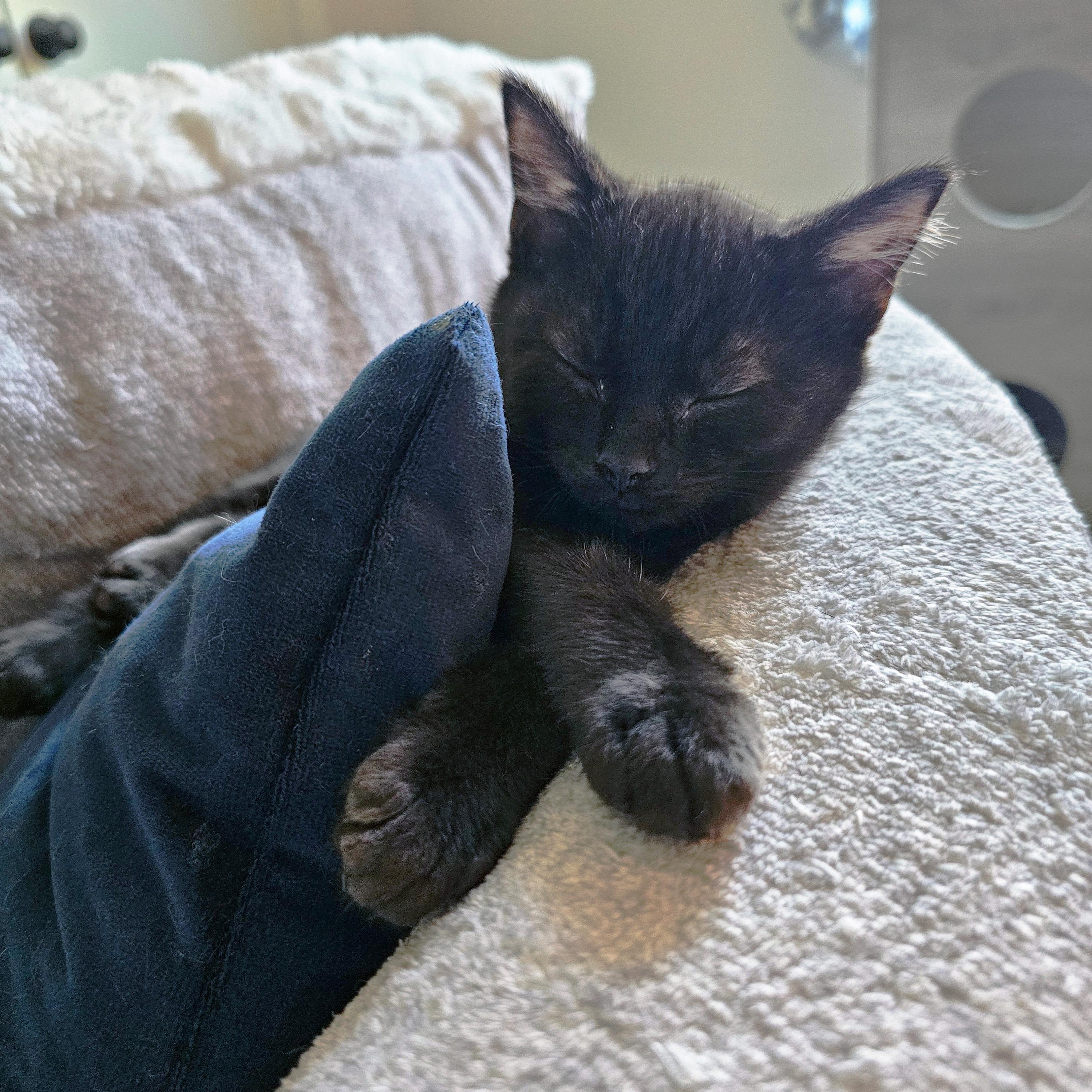 Enlarge Liri, a ADOPTABLE Domestic Short Hair in Apex, NC image 3/3